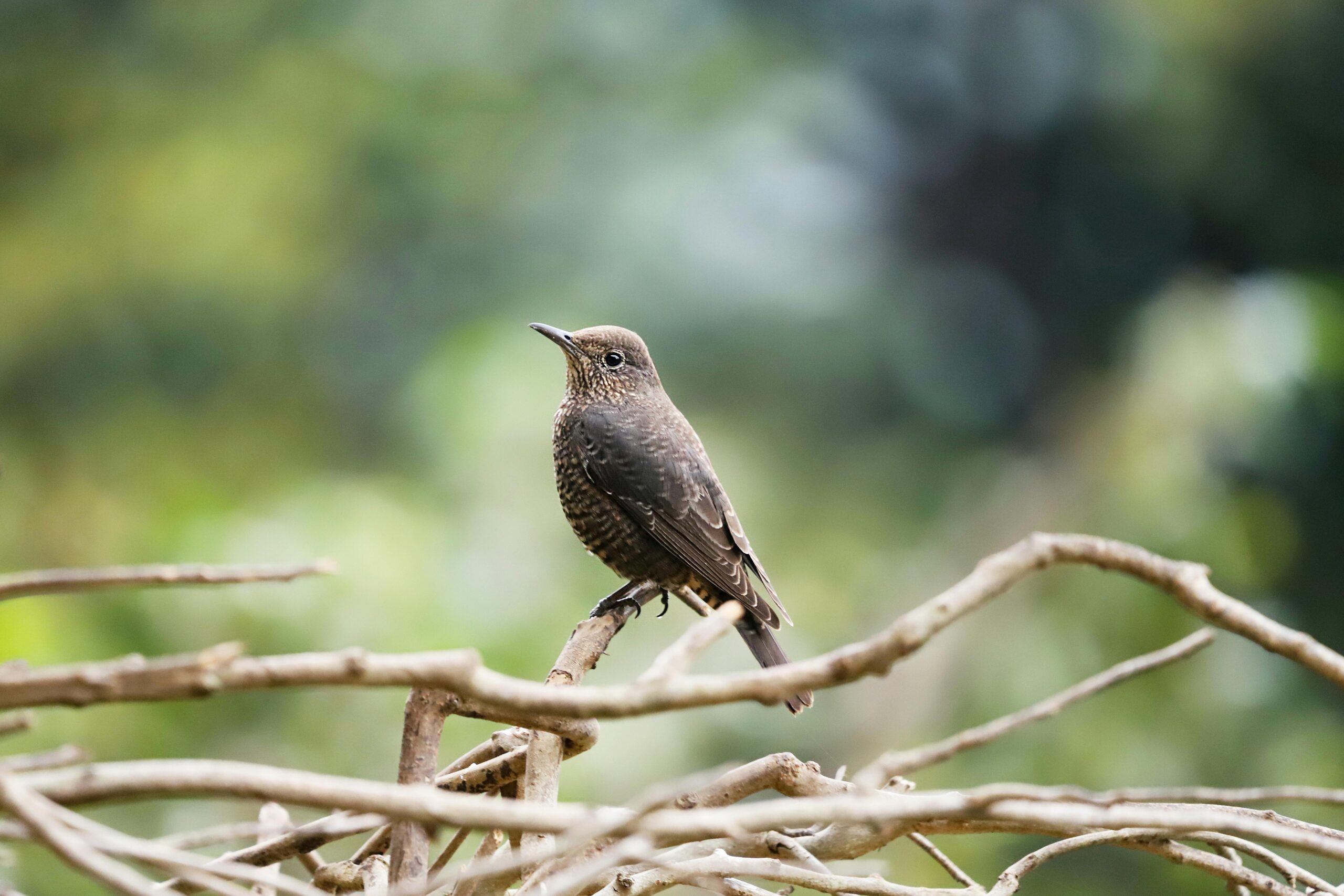 Brown Bird Perched on Twisted Branches Outdoors