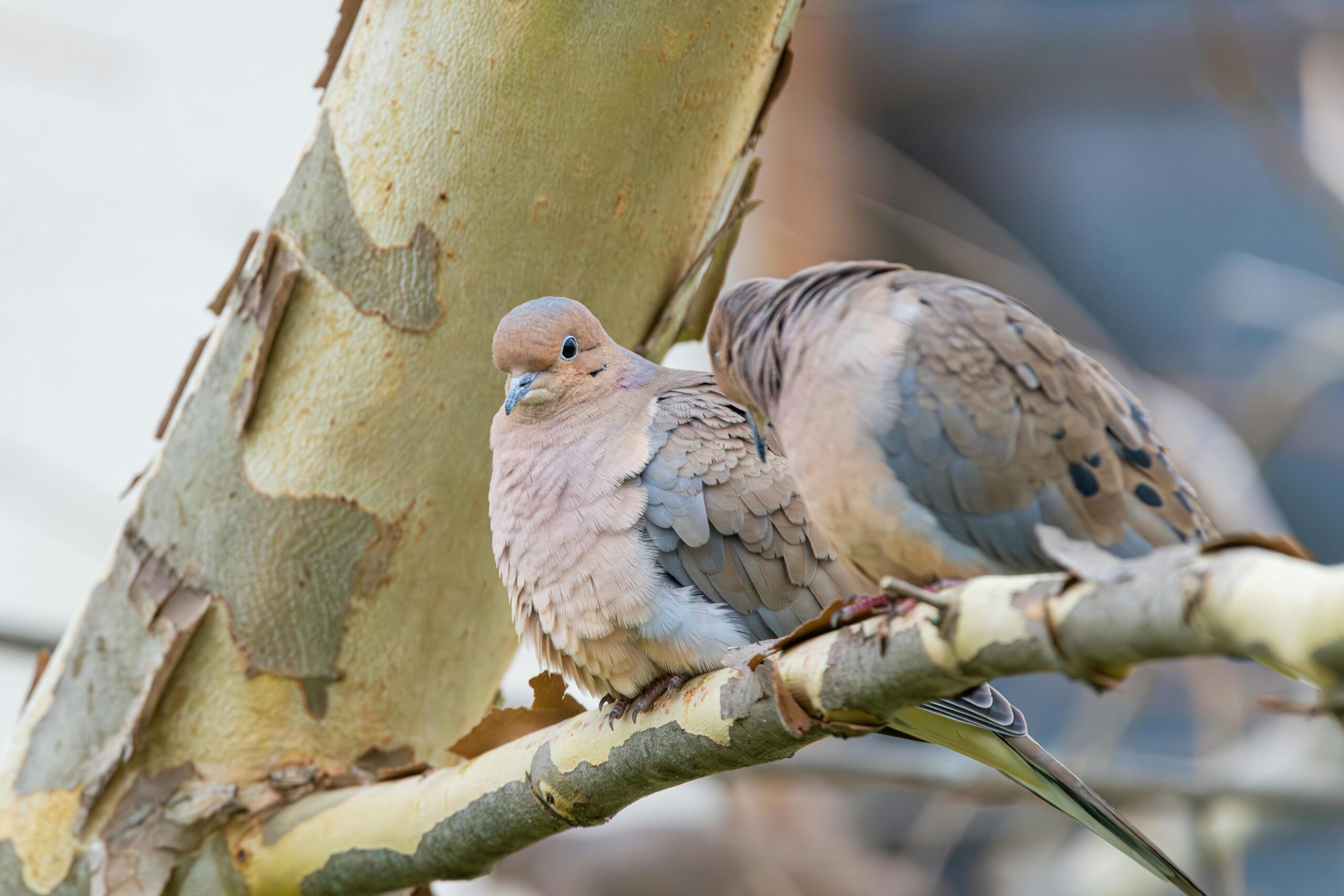 Close-Up of Mourning Doves on Tree Branch