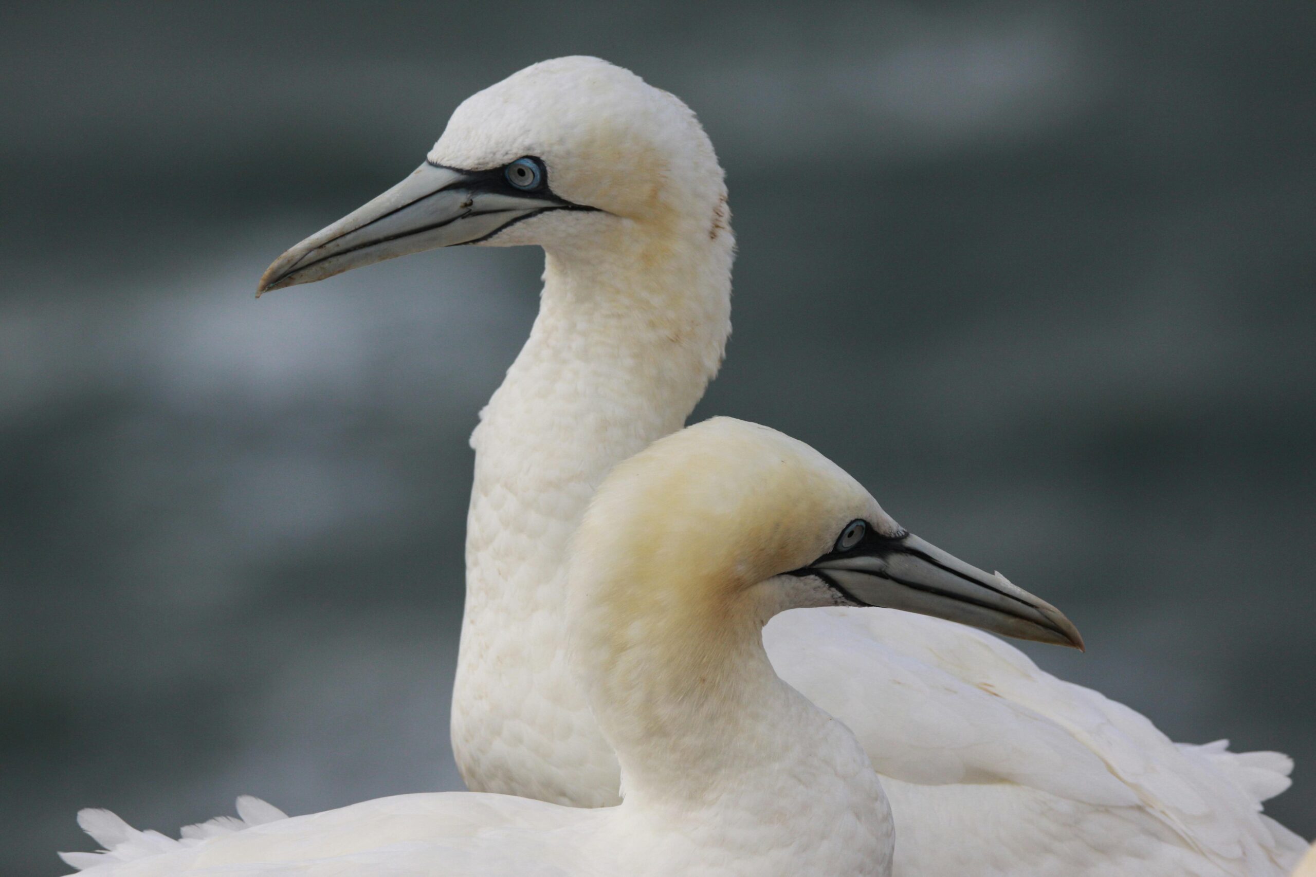 White Northern Gannets Birds