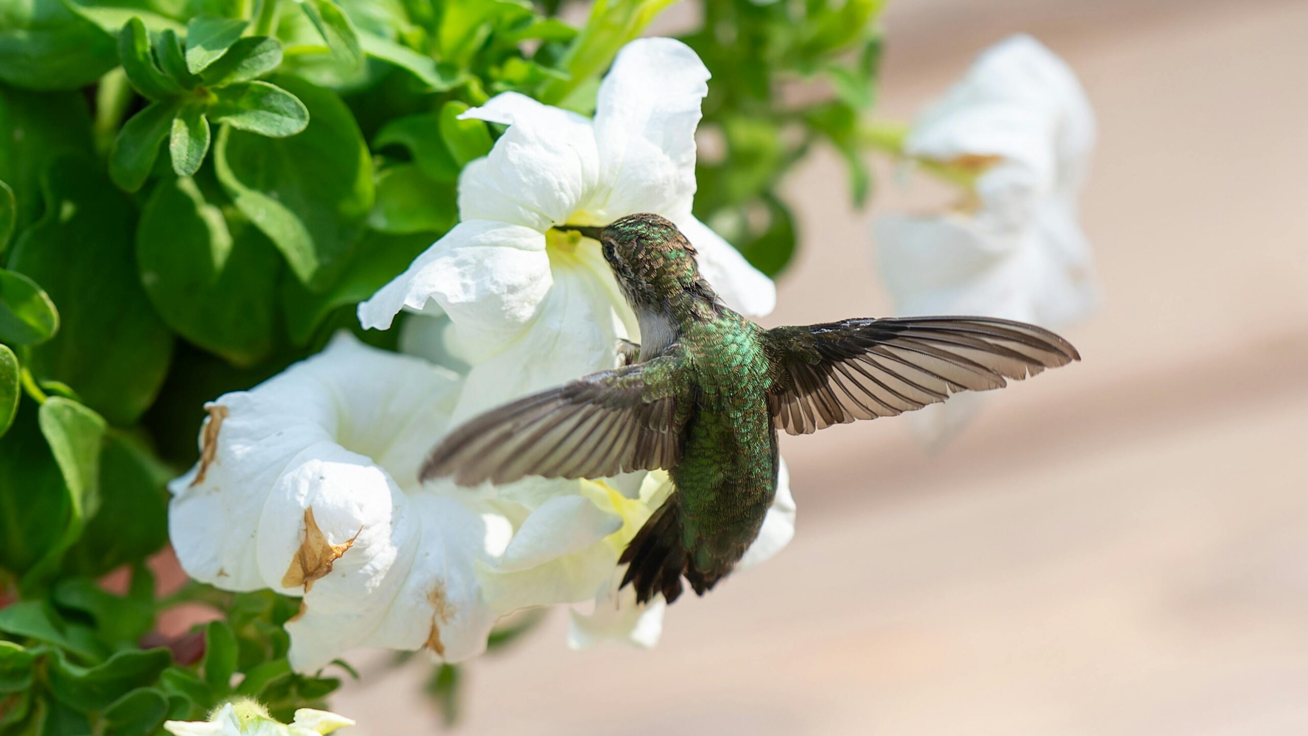 Bee Hummingbird over Flower