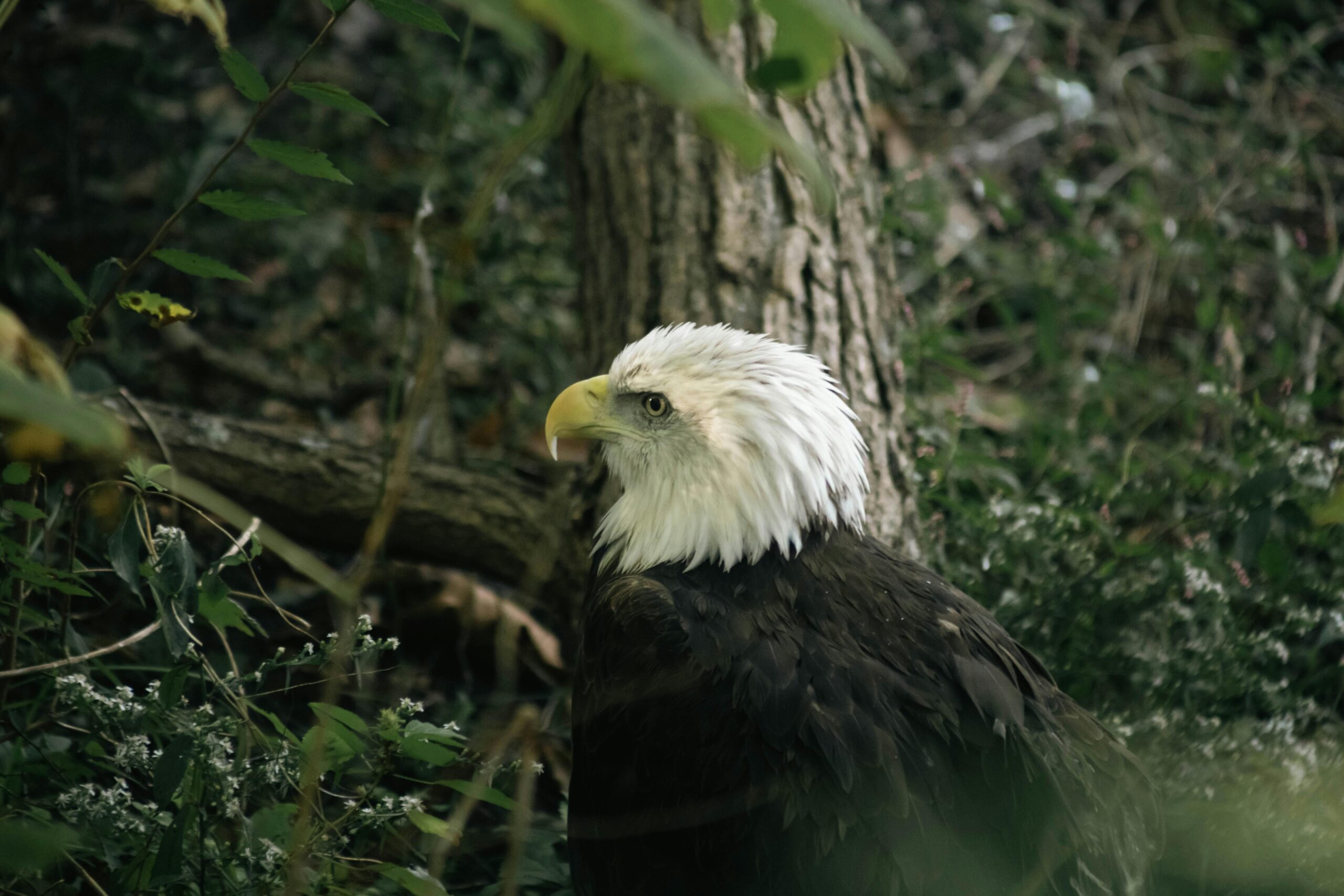 Bald eagle